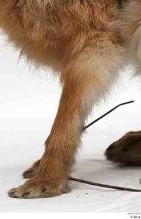 Hare  1 leg 0016.jpg